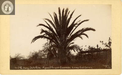 Man under palm tree near Ensenada