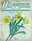 Daffodil, 1906